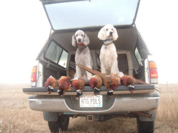 2%20hunting%20poodles%20with%20limit%20SD%2004.jpg